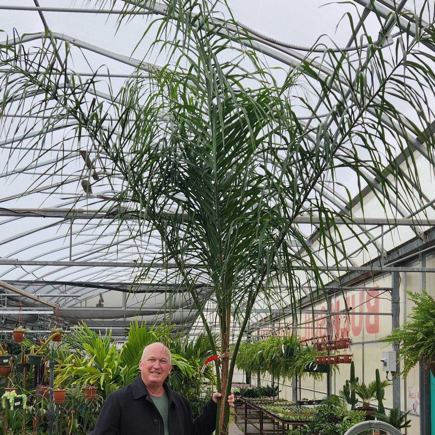 Queen Palm