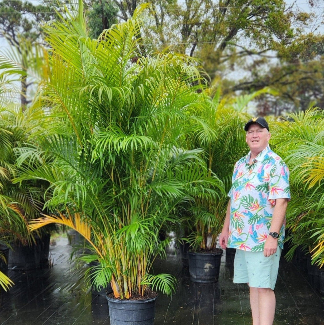 Areca Palm