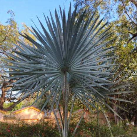 Bismarckia Silver Palm