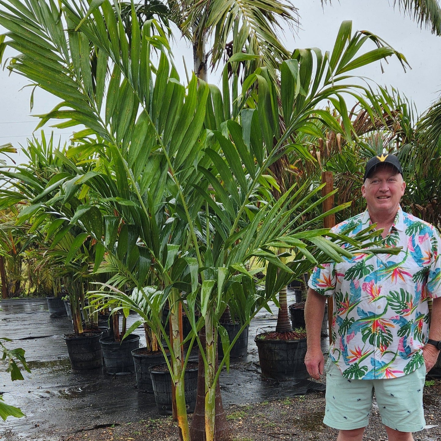 Christmas Palm