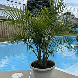 Majesty Palm