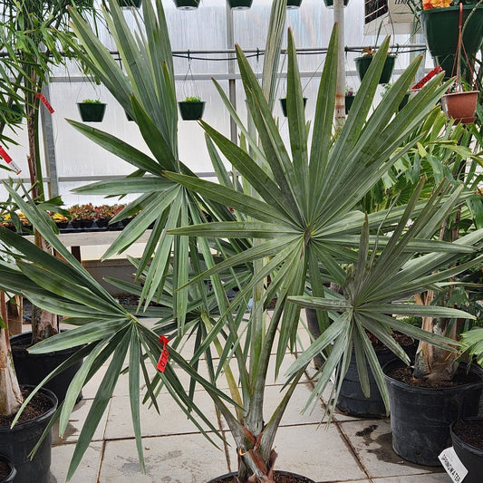Bismarck Palm