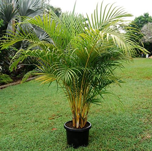Areca Palm Tree