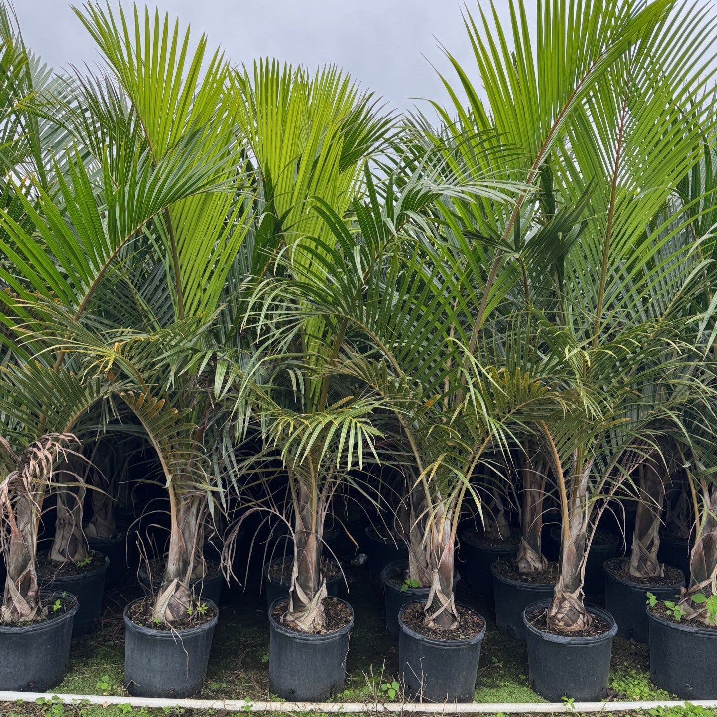 Spindle Palm