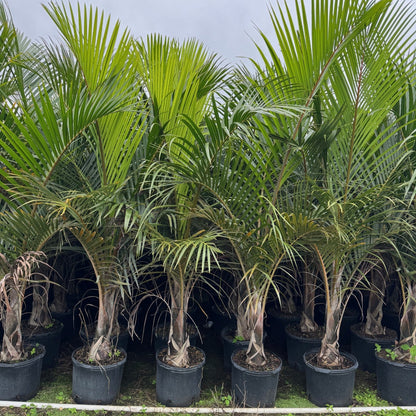 Spindle Palm