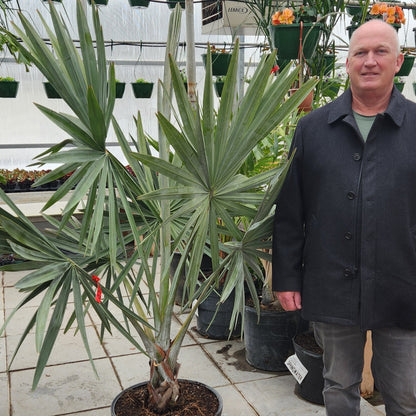Bismarckia Silver Palm