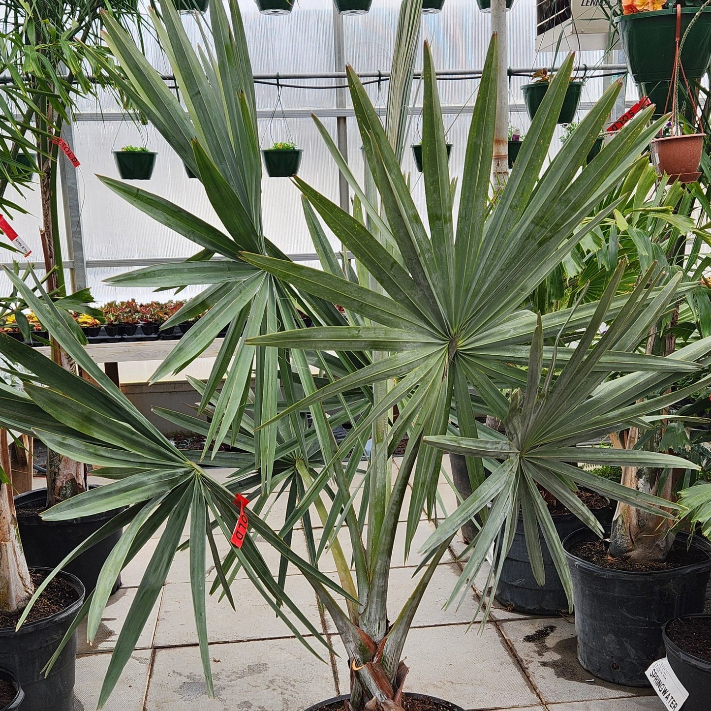 Bismarckia Silver Palm