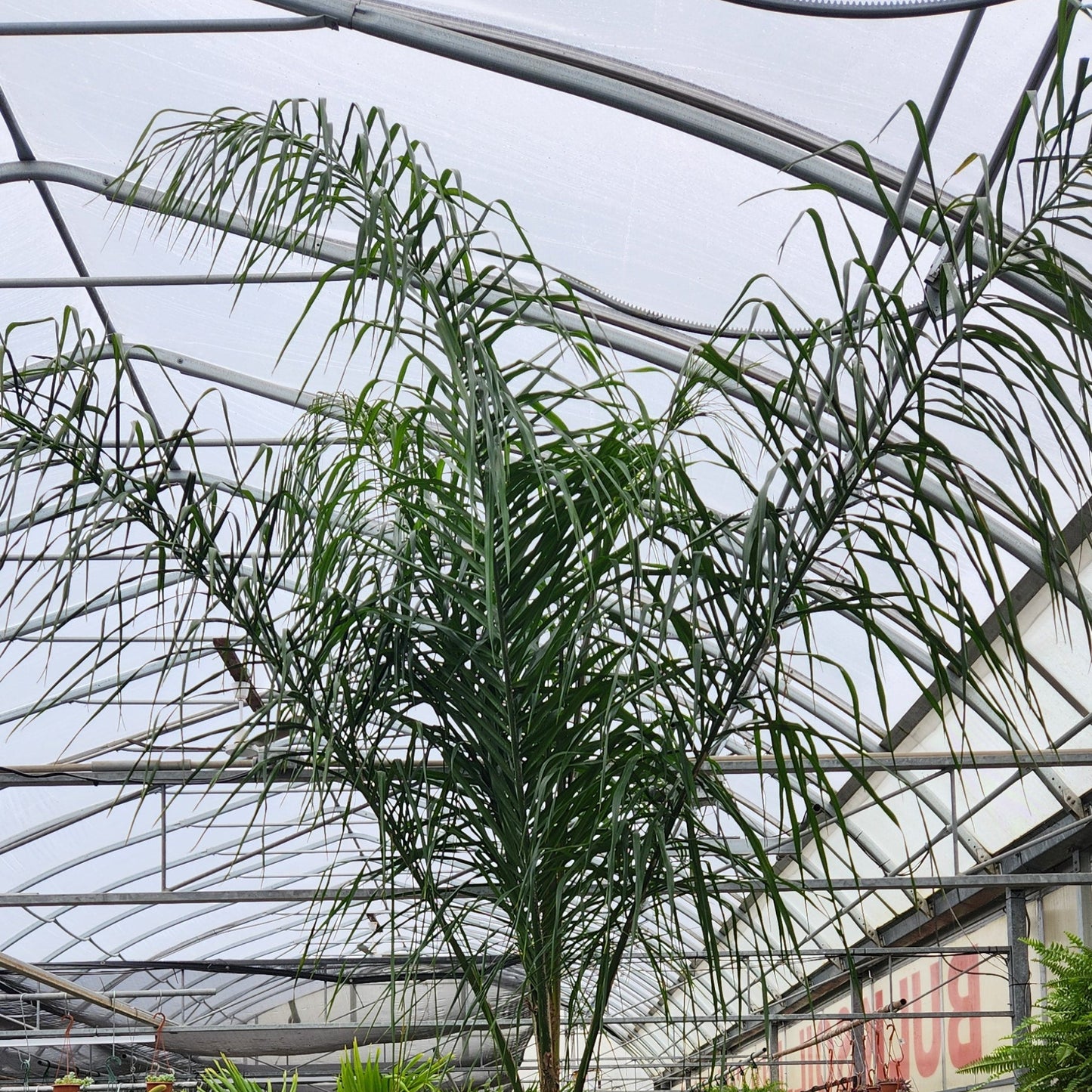 Queen Palm
