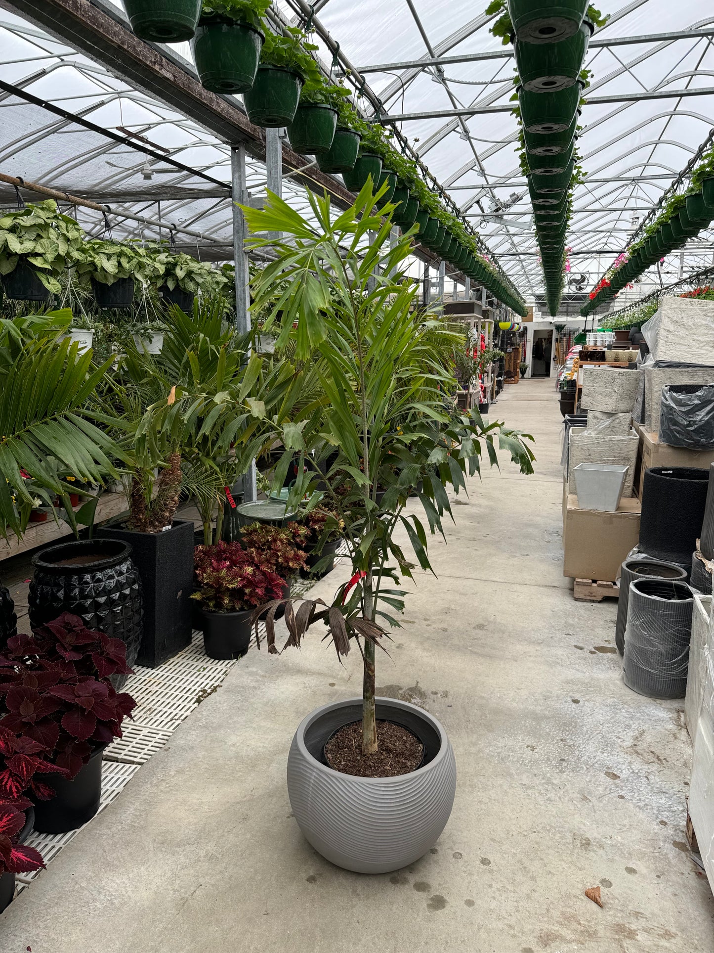Foxtail Palm