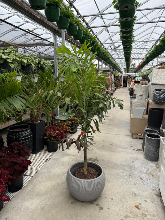 Foxtail Palm