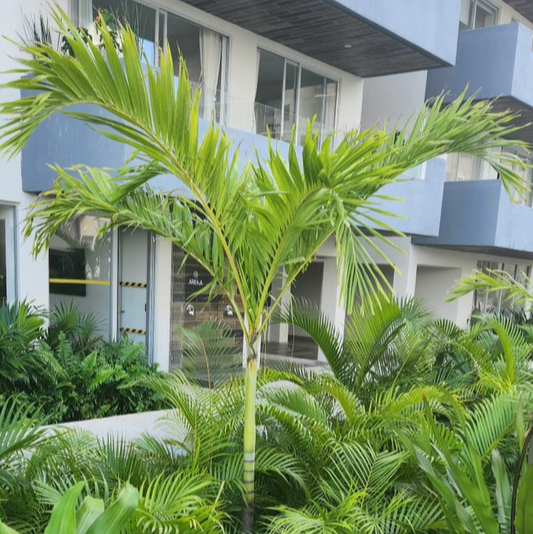 Christmas Palm