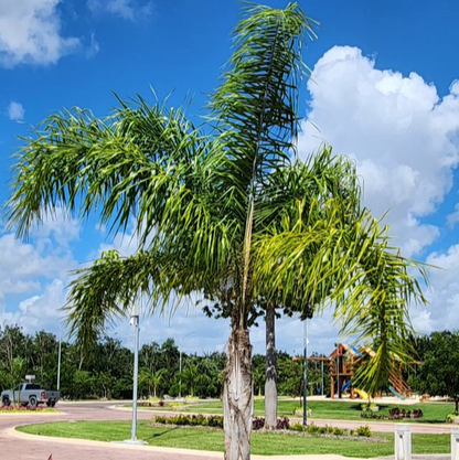 Queen Palm