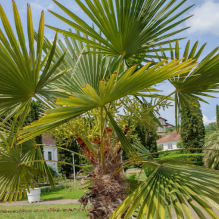 Washingtonia Robusta Palm