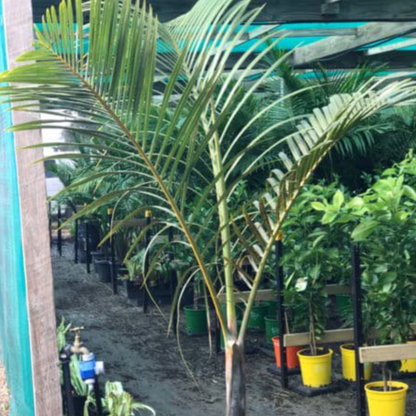 Spindle Palm