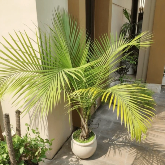Majesty Palm