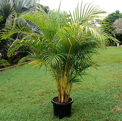 Areca Palm