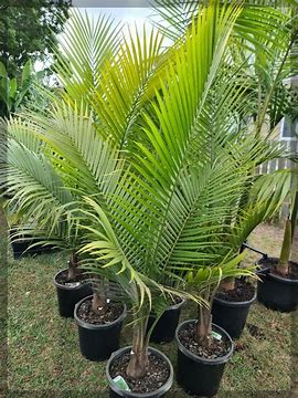 Majesty Palm